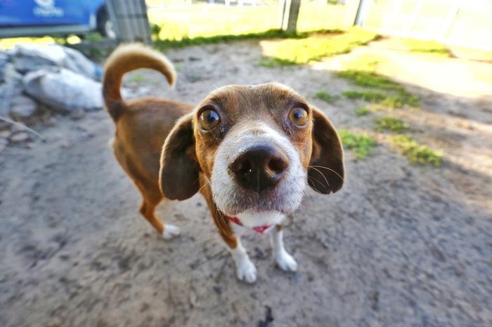 Chocolate e seu olhar curioso