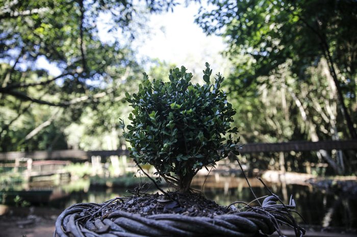 Parte final inclui investimento em paisagismo, com plantio de plantas e mudas
