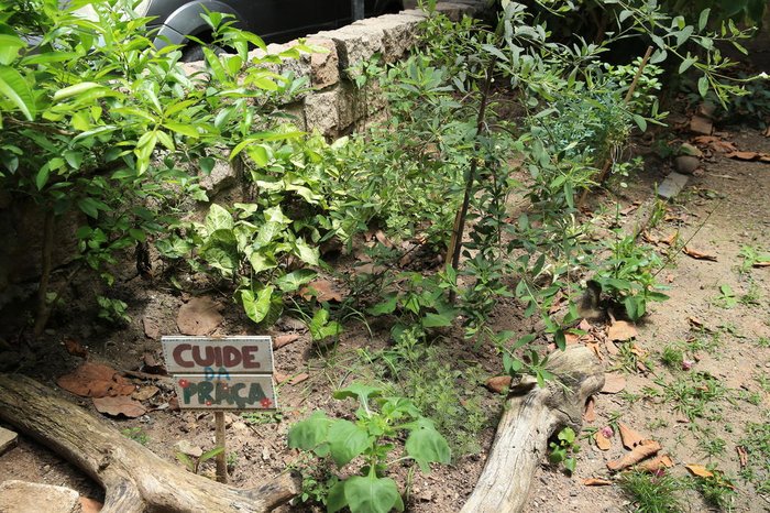 Diversidade de PANCs são cultivadas na praça