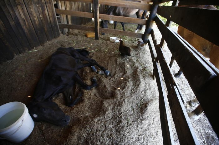 Condições nas quais os cavalos são resgatados são
