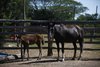 Entre os principais problemas dos cavalos estão desnutrição e desidratação severa