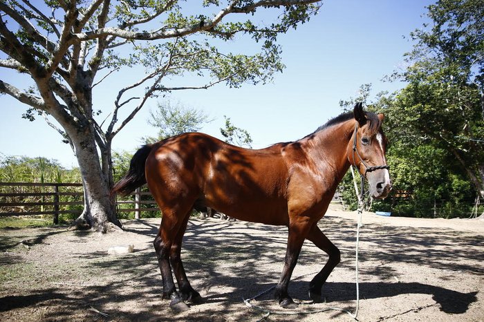 Pé de Pano, 18 anos, foi o primeiro cavalo resgatado pela ONG, com uma pata lesionada