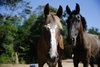 Atualmente, 63 cavalos moram nas dependências do santuário equino