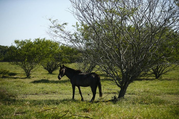 Objetivo da adoção é proporcionar bem-estar ao animal