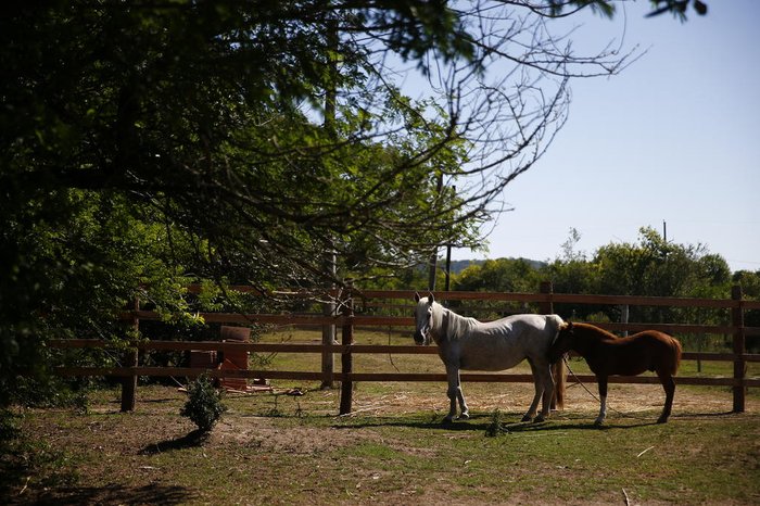 Depois do resgate e da reabilitação, os cavalos são liberados para a adoção