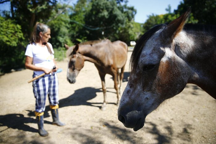 Conforme os cavalos chegam, a veterinária Cristina Dieckmann realiza exames e trata-os com soro, antibióticos, plasma