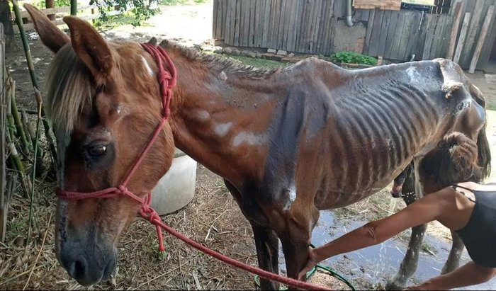 Guerreiro, resgatado em Viamão, chegou à ONG com 230 quilos, desnutrido
