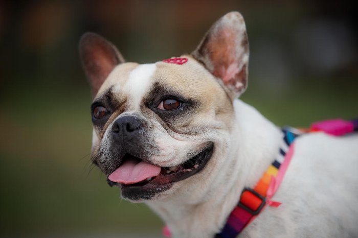 Cachorrinha-atleta surpreendeu até mesmo skatista profissional: