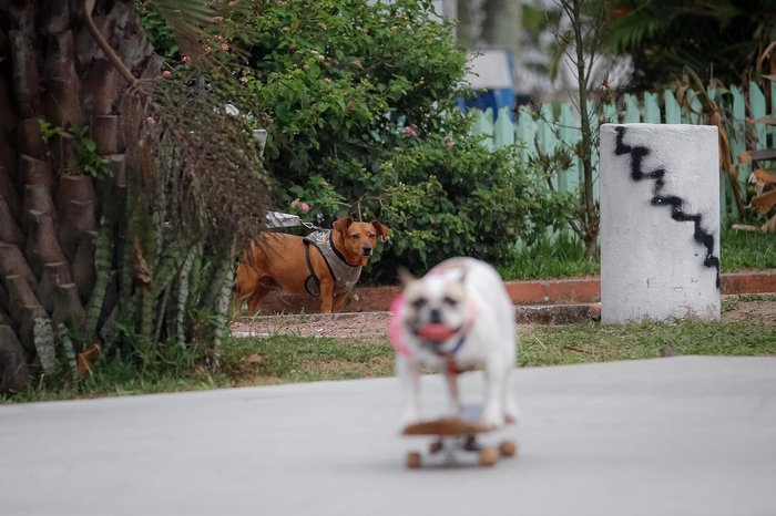 Desenvoltura de Guria sobre as rodinhas chama a atenção até mesmo de outros cachorros