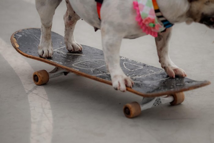 Guria já ganhou um skate novo, mais moderno, porém já com marcas de dentadas
