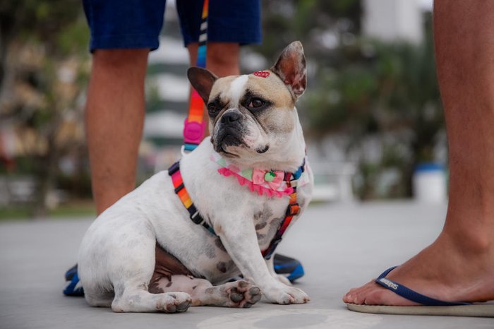 Buldogue se tornou sensação no Instagram, onde conta com mais de 7 mil seguidores