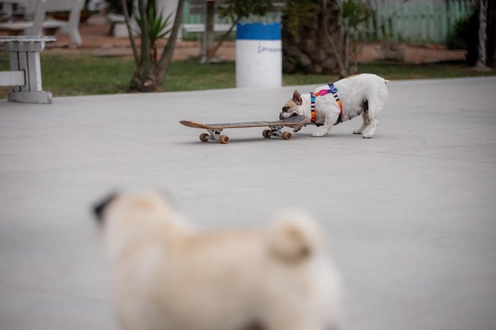 No início, a cachorrinha mais mordia do que subia na prancha, mas com o tempo aprendeu a embalar