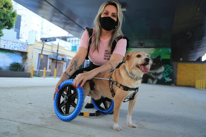 Cãozinho utiliza uma cadeira de rodas para se movimentar, já que perdeu a mobilidade das patas traseiras