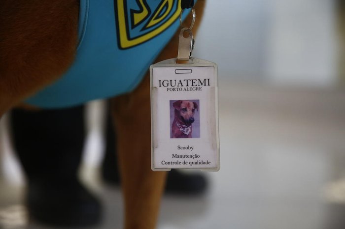 Aceitação do novo colega foi tão grande que ele ganhou crachá para identificá-lo como membro da equipe