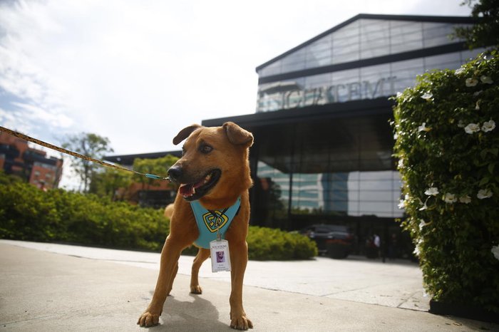 Cachorro andava pelo shopping em dezembro quando foi encontrado por uma funcionária