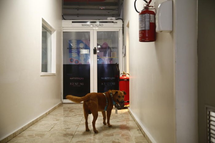 Cão mora no escritório da manutenção, onde há pessoas 24 horas por dia