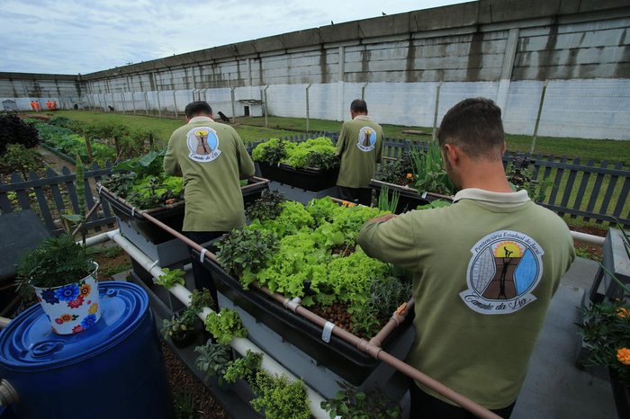 Sistema utiliza a mesma água do cultivo dos peixes para regar e nutrir plantas