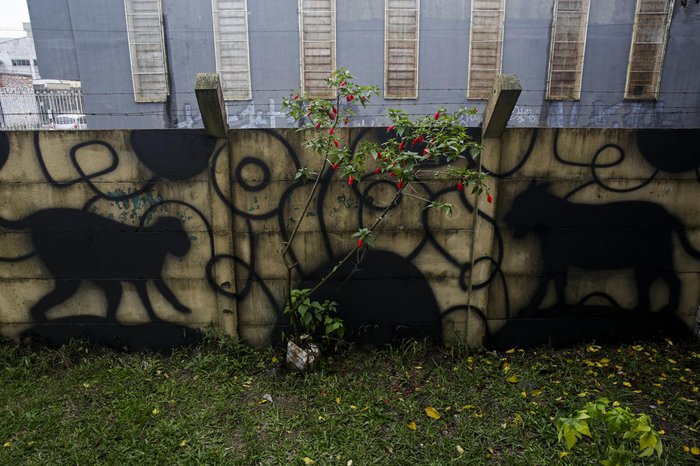 Mural no pátio interno marca os contornos de um tucano, um tamanduá, um macaco, uma onça e um jacaré, figuras que serão coloridas por alunos da escola