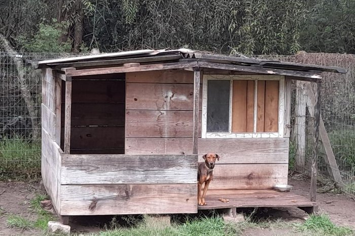 Animais que ficavam em canis atingidos pela tempestade foram realocados para outro local do sítio