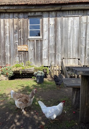 Rosane Tremea / Arquivo Pessoal Rosane Tremea / Arquivo Pessoal