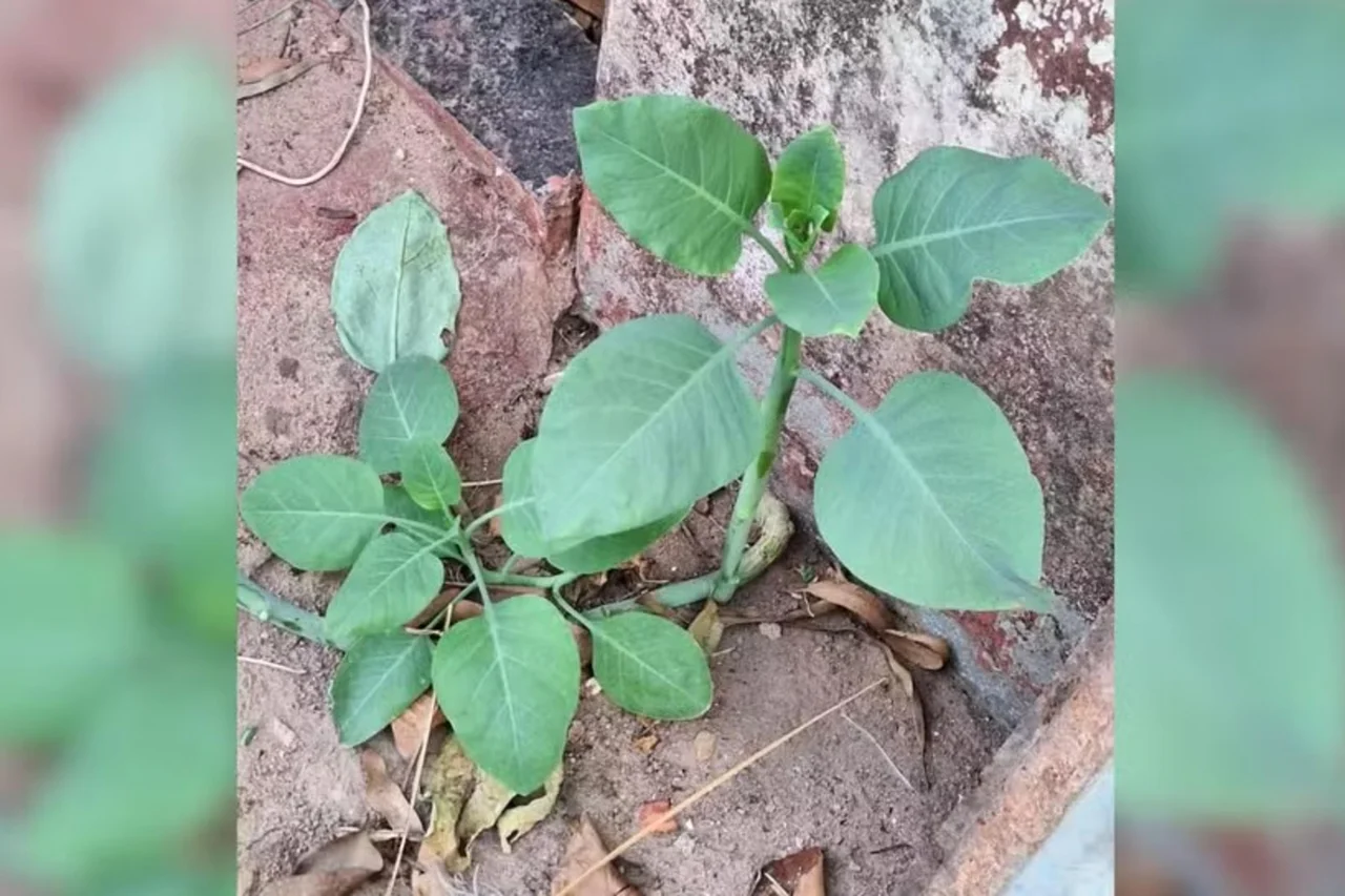 Corpo de Bombeiros/Divulgação