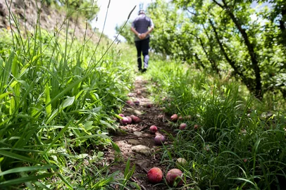 Reportagem sobre prejuízos da queda de granizo aos agricultores em Caxias do Sul. Na foto,  Zulmiro Boff, 70 anos, localidade de Bevilacqua. (Neimar De Cesero/Agência RBS)Indexador: Neimar De Cesero<!-- NICAID(15958933) -->