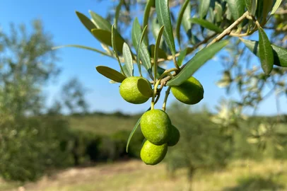 Produção de azeite de oliva no Brasil deve superar recorde de 640 mil litros<!-- NICAID(16222713) -->