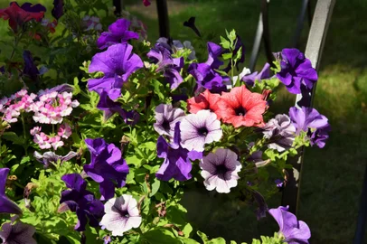 Flores.<!-- NICAID(15926718) -->
