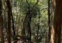 O "banho de floresta" e a polêmica do Parque Harmonia