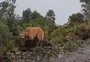 VÍDEO: casal de lobos-guarás é flagrado em Cambará do Sul