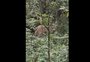 VÍDEO: ameaçado de extinção, veado-catingueiro é visto em Cambará do Sul