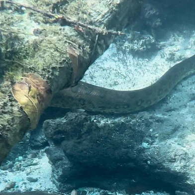 A aparição de uma serpente de mais de cinco metros de comprimento chocou turistas durante um passeio no Rio Sucuri, em Bonito, no Mato Grosso do Sul. No vídeo, capturado na última terça-feira (16) pelo guia turístico Eder Patrocínio da Cruz, é possível ver que tratava-se de uma sucuri.<!-- NICAID(15739074) -->