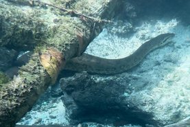 A aparição de uma serpente de mais de cinco metros de comprimento chocou turistas durante um passeio no Rio Sucuri, em Bonito, no Mato Grosso do Sul. No vídeo, capturado na última terça-feira (16) pelo guia turístico Eder Patrocínio da Cruz, é possível ver que tratava-se de uma sucuri.<!-- NICAID(15739074) -->
