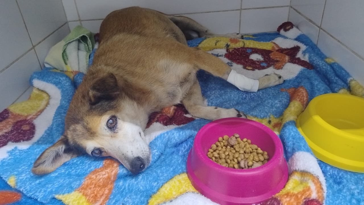 Motorista &eacute; flagrado em bar ap&oacute;s atropelar e deixar c&atilde;o dentro de ve&iacute;culo no Litoral Norte; veja v&iacute;deo