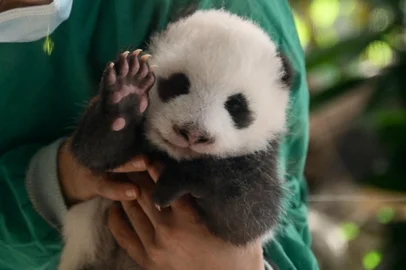 Presentation to the media of one of the two newborn panda cubsA zookeeper looks at a young still unnamed Panda cub lying on a blanket during a media presentation of one of the Panda twins that were born on August 22, at the zoo in Berlin on October 15, 2024. (Photo by Tobias SCHWARZ / AFP)Editoria: HUMLocal: BerlinIndexador: TOBIAS SCHWARZSecao: leisure (general)Fonte: AFPFotógrafo: STF<!-- NICAID(15890910) -->