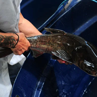 CAXIAS DO SUL, RS, BRASIL, 04/04/2023. Feira do Peixe Vivo começa com vendas acima do esperado pelos produtores em Caxias do Sul. (Bruno Todeschini/Agência RBS)Indexador: BTK<!-- NICAID(15394038) -->