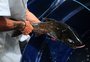 Feira do Peixe Vivo começa na próxima terça-feira, em Caxias