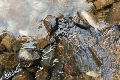 Brigada Militar flagra crime ambiental e morte de peixes em rio de Frederico Westphalen<!-- NICAID(16266975) -->