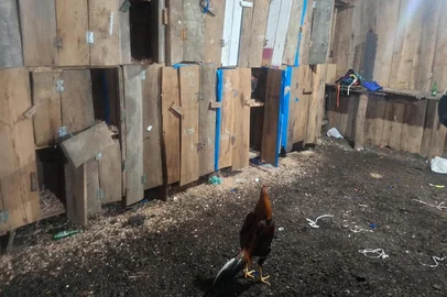 Batalhão Ambiental autua 31 pessoas e resgata 57 animais em rinha de galo em Mato Castelhano<!-- NICAID(16342840) -->