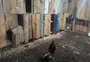 Batalhão Ambiental autua 31 pessoas e resgata 57 animais em rinha de galo em Mato Castelhano 