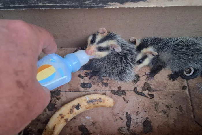 João Carlos da Silva / Arquivo Pessoal