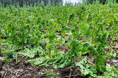 Lavoura de tabaco destruída pelo granizo em Boqueirão do Leão, no Vale do Rio Pardo<!-- NICAID(15329496) -->