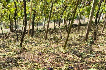 Após passagem de temporal, produtores no interior de Coronel Pilar registram perdas na produção <!-- NICAID(16225482) -->