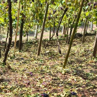 Após passagem de temporal, produtores no interior de Coronel Pilar registram perdas na produção <!-- NICAID(16225482) -->