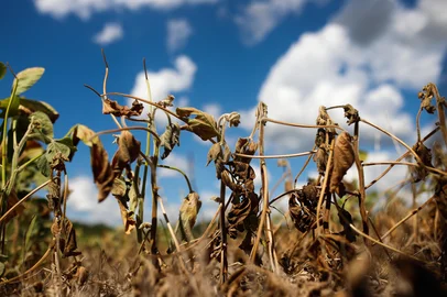 Anselmo Cunha / Agencia RBS 13/02/2023 - SOLEDADE, RS - Estiagem em Soledade. FOTO: Anselmo Cunha, Agência RBS<!-- NICAID(15348278) -->