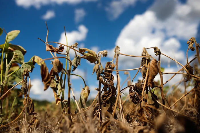 Anselmo Cunha / Agencia RBS