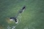 *NÃO PEGAR, INFORME ESPECIAL*O Núcleo de Educação e Monitoramento Ambiental (NEMA) registrou na manhã desta terça-feira (16) imagens belíssimas de uma baleia-franca, acompanhada de seu filhote, na Praia do Cassino, em Rio Grande.<!-- NICAID(15177379) -->