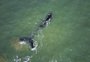 Baleia-franca aparece com filhote na praia do Cassino, em Rio Grande; veja foto