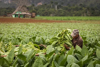 Produção de tabaco - Foto: danmir12/stock.adobe.comFonte: 364735455Fotógrafo: Tobacco farmers collecting tobac<!-- NICAID(15668269) -->