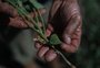 Estiagem pode comprometer mais da metade da produção agrícola, alerta Fetag-RS